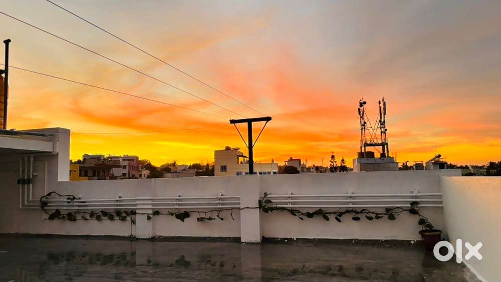 Money plant /Devils lvy /Golden pothos