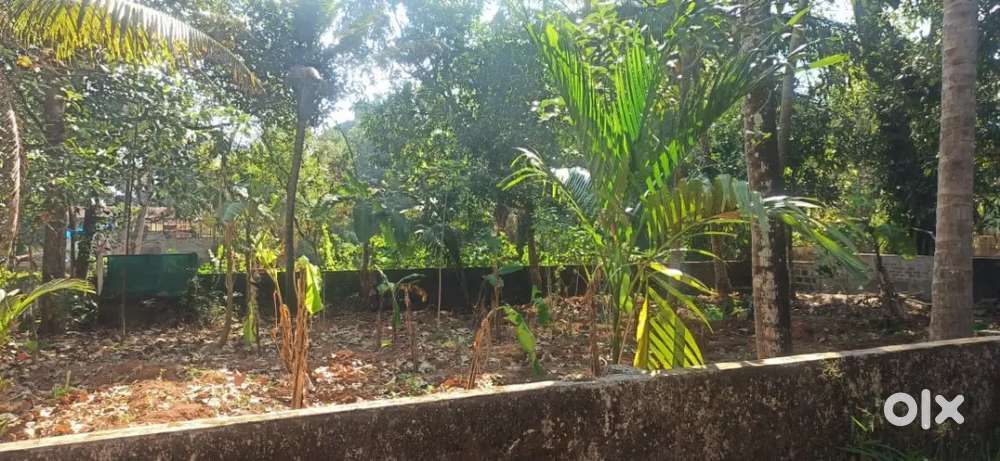 Thrissur paravattani vinpy nagar 11.50 cent plot for sale