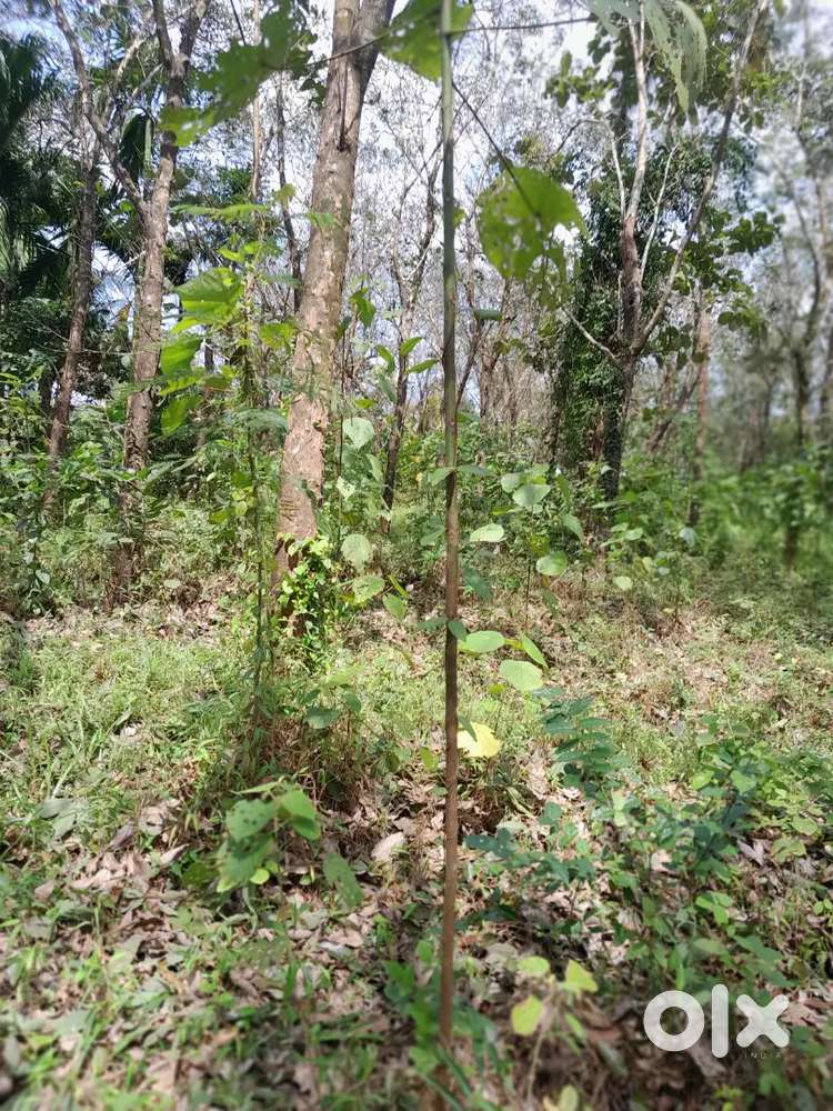 1.75 acres available for lease near Angamaly, Ernakulam district.