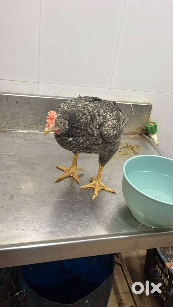 Chicken cutting master wanted