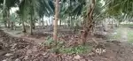 29cents of Coconut garden with teak trees