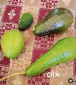 Avocado plants