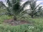 37 lakh per acer / 3 acer coconut farm