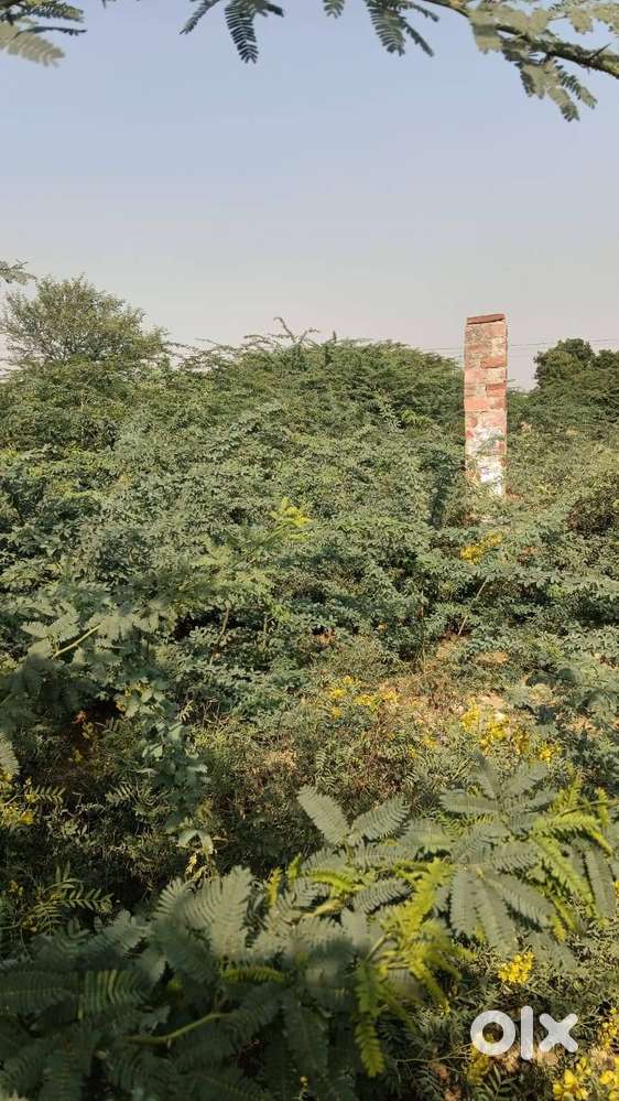 रामपुरा मथानिया पुरानी रोड पर माणकलाव