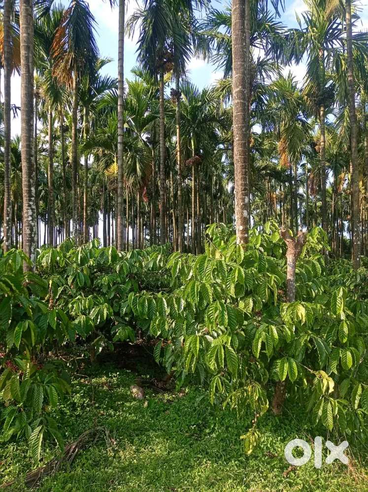 20 ACKRS ARECANUT ESTATE FOR SALE
