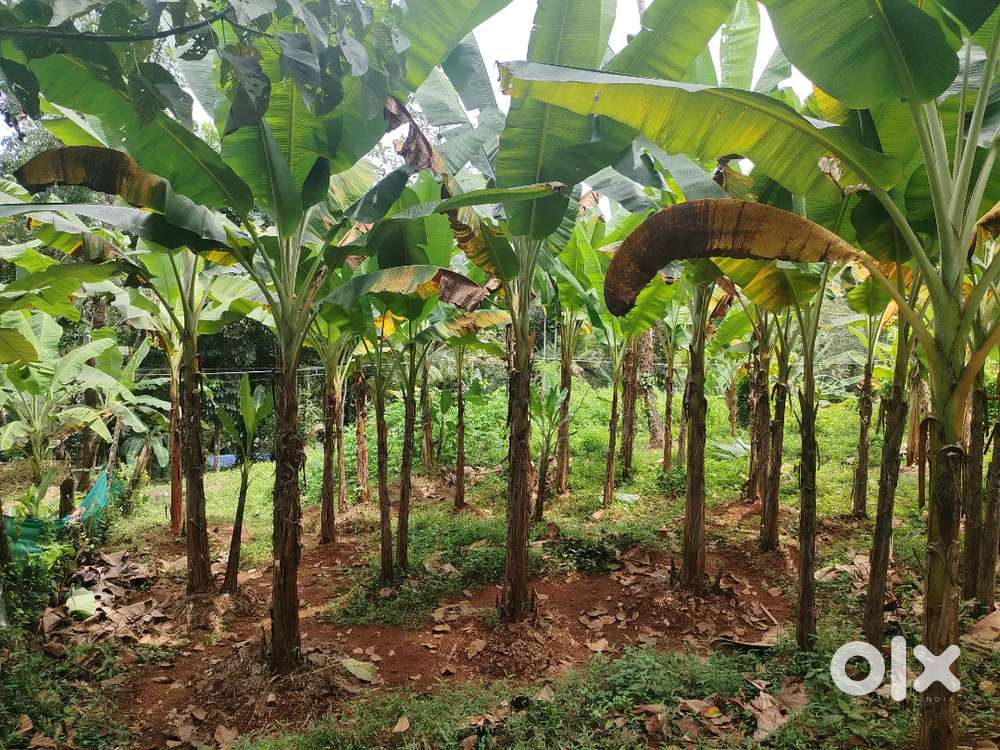വെള്ളപ്പാറ ഞക്കുകാവ് Near catholica church