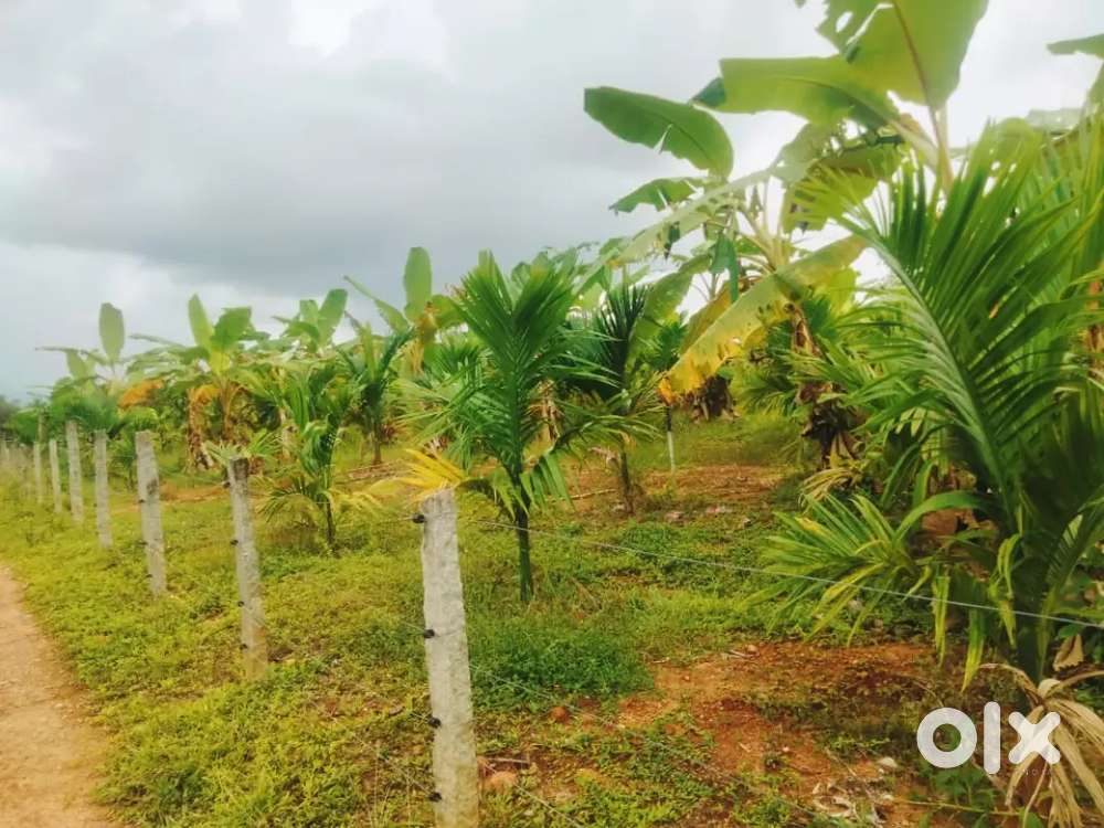 3.75 acre areca plantation Kathala