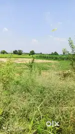 Agriculture Land for Sale