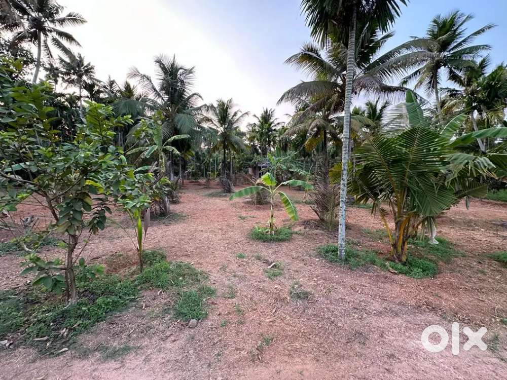53 cent land proprty near vaikom
