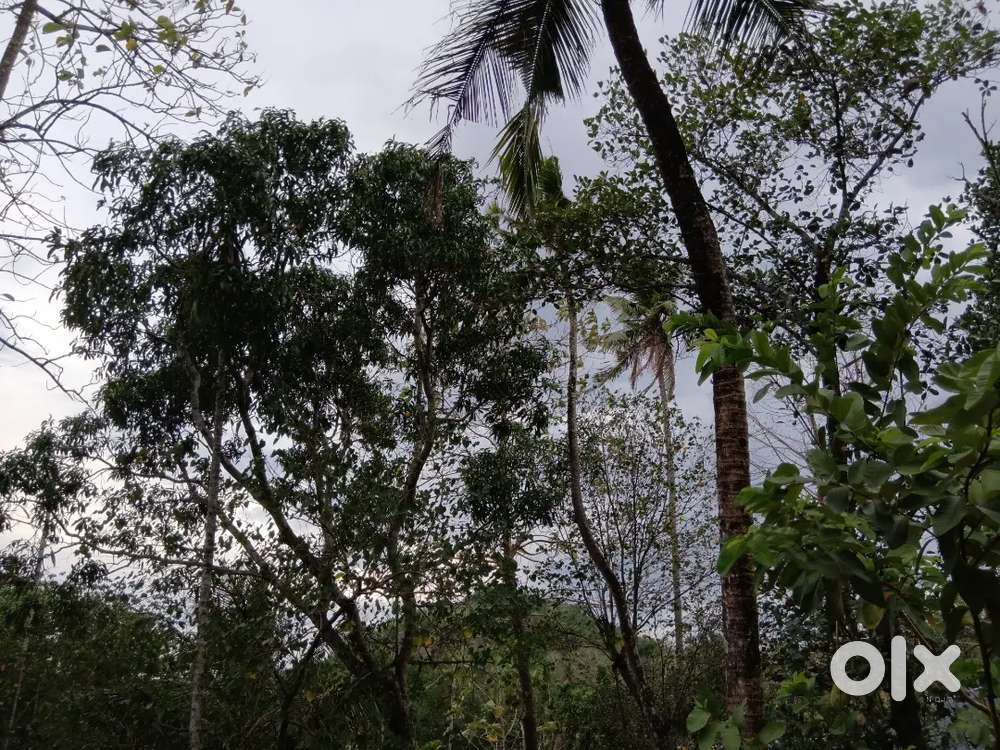 10 cents for 410000.Land for sale in cheruvalam,kallara.