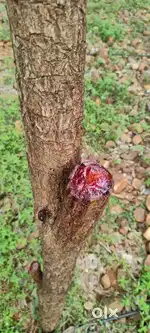 25 సెంట్లు పొలం 8,50,000,