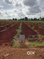Ready for registration Managed Farm land with Weeken home 6534sqft