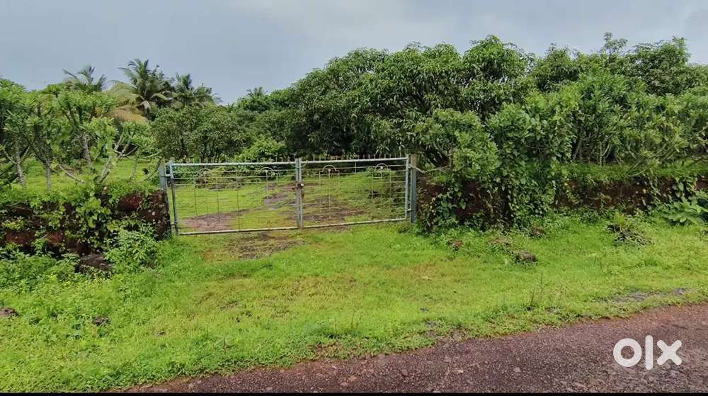 2.5 acres Mango farm sell in Pawas Ratnagiri