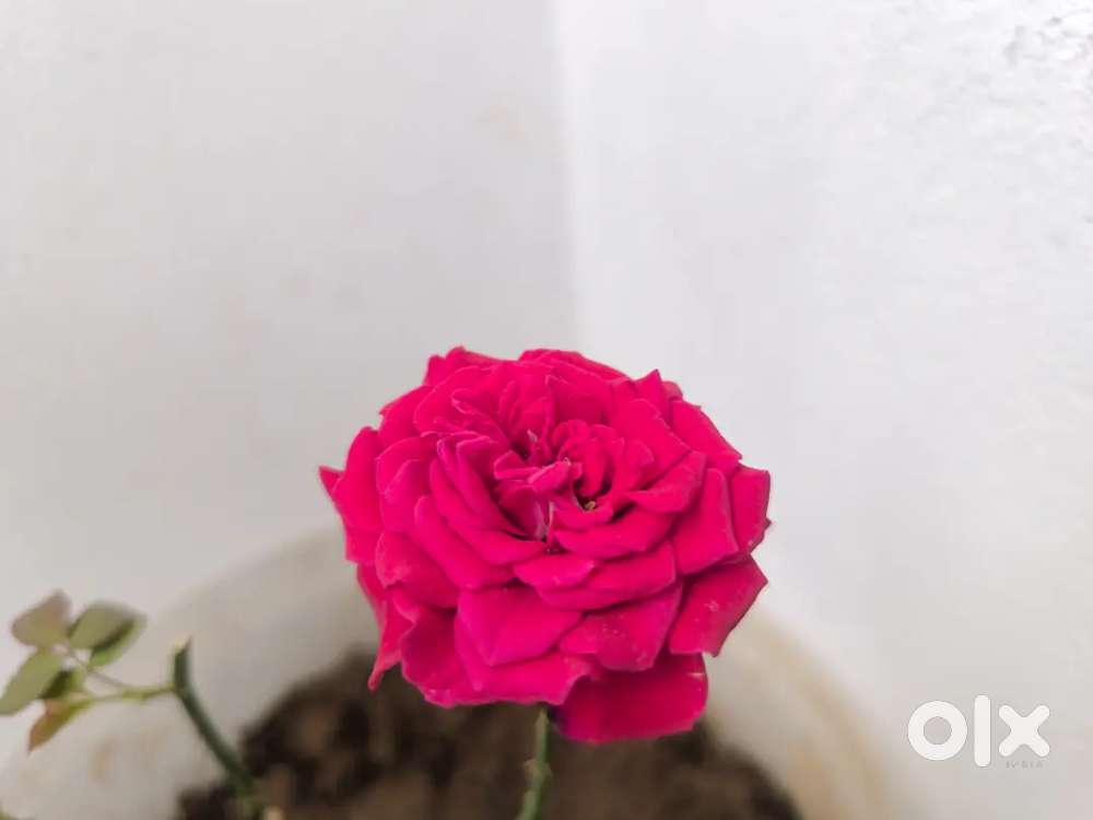 घर गहाणवट पाहिजे, ३ ते ६ लाख पर्यंत.