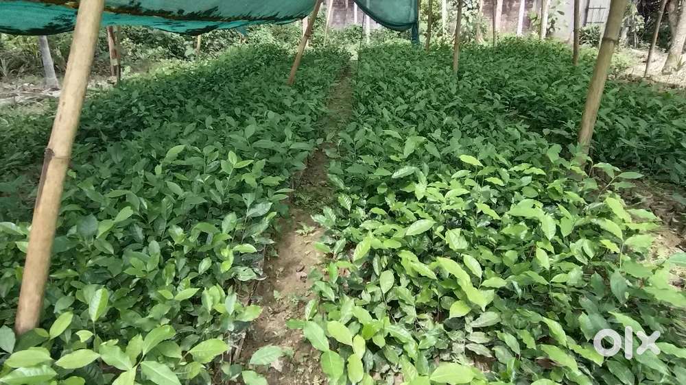 Tea saplings sah puli, চাহ পুলি বিক্ৰী কৰা হব