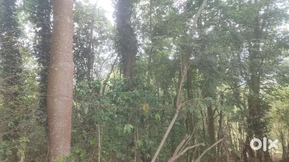 2.4 Acre agriculture land for sale in kodaikanal mountain range