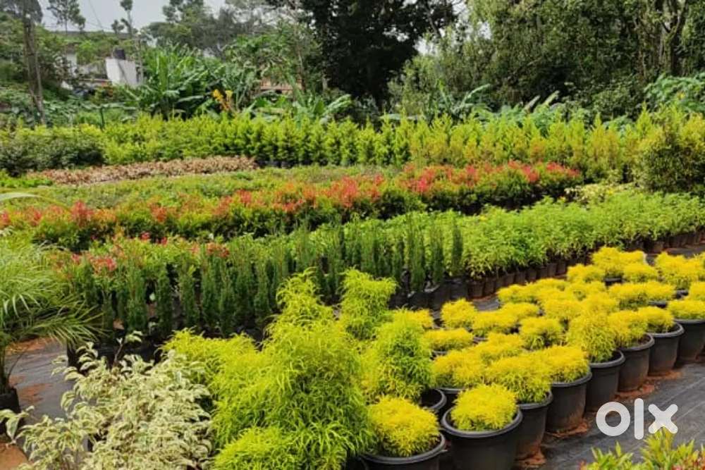 Garden shop for rent, Good Location,Immediate available