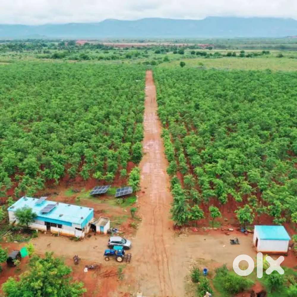 Redsandal Plant's cultivation at A.P one Acre 34 Lak