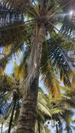 Good water condition coconut farm sales