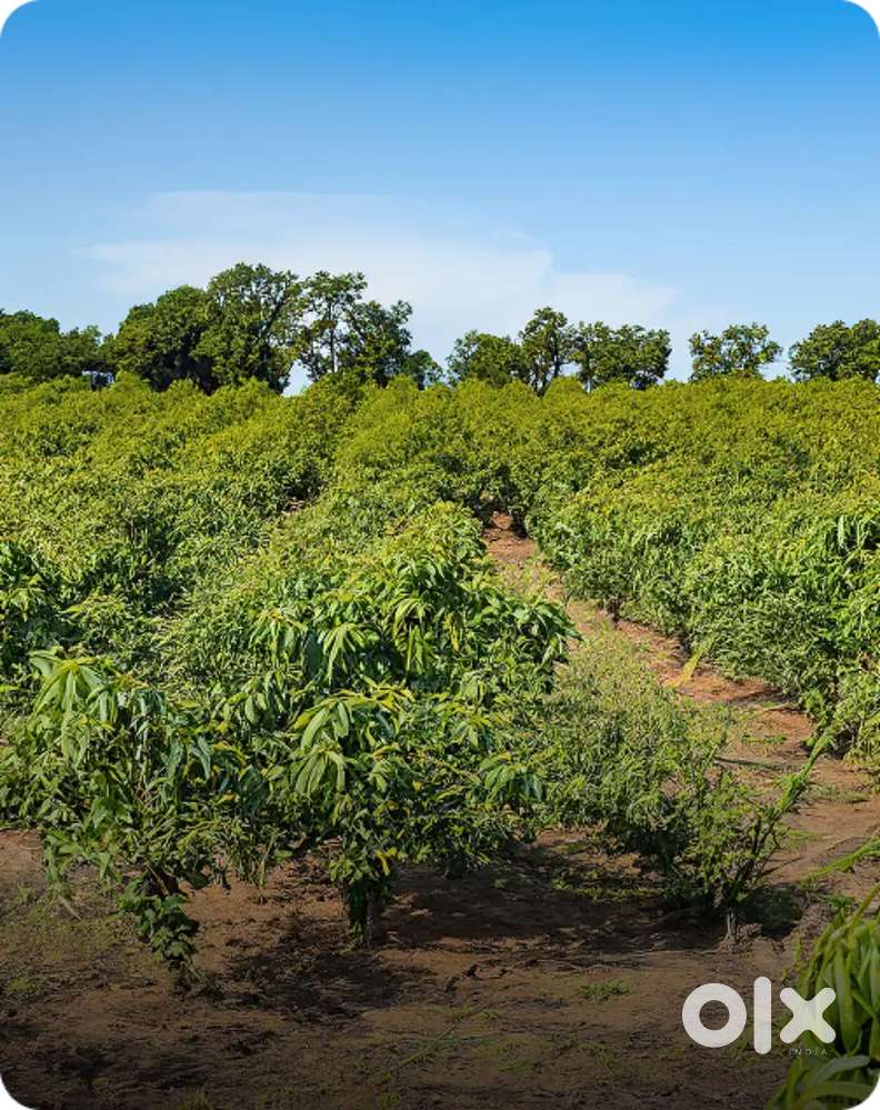 196 Guntha Land at Vetoshi  150 Mango & 25 Coconut Trees