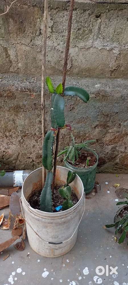 Plant supply