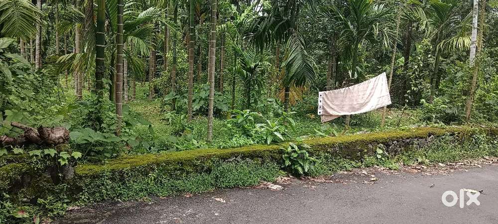 ANGAMALY NEAR BY 4,5,7, 10, CENT PLOTS AVAILABLE