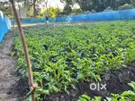 25 lecha Land available for sale
