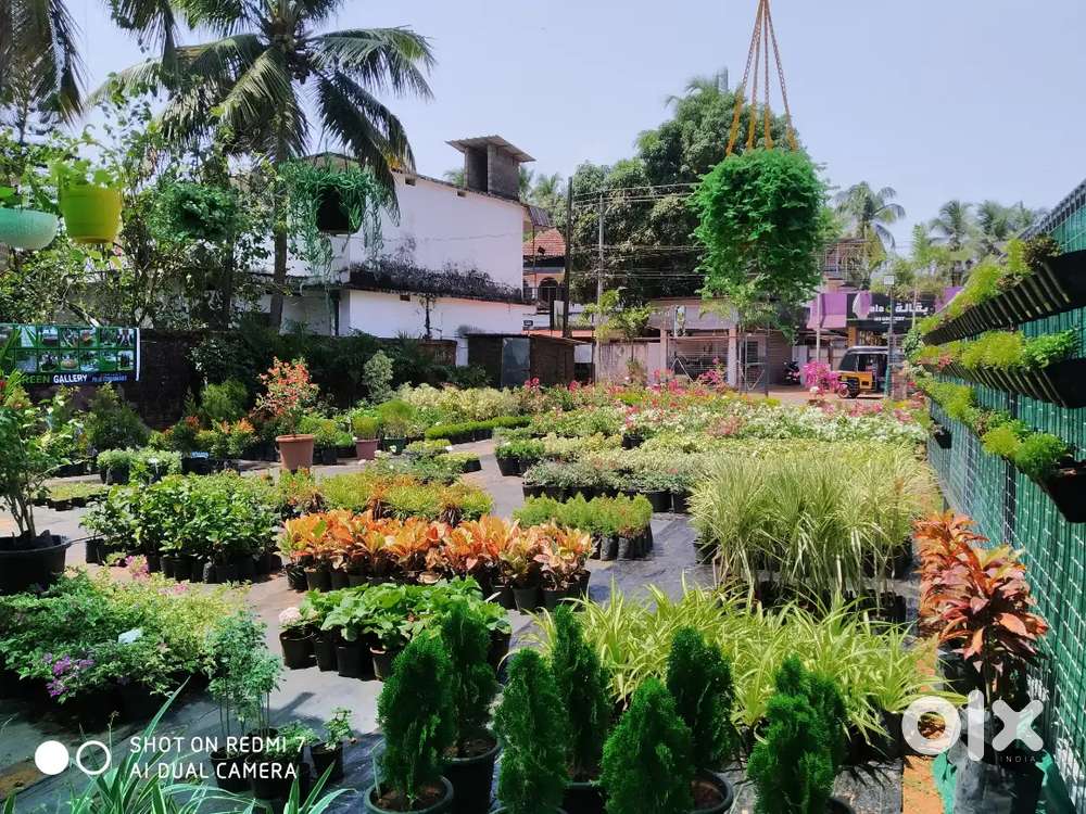 Plant Nursery For sale at Mottampuram kannur