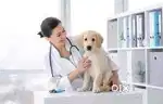 Teachers/Engineers/HR/Admin/IT/VeterinaryDoctor/Nurse/Surgeon,FrontOff