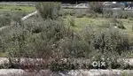 Plot for sale 5,40000lacs / marla