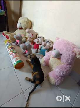 Baby toys for kids All toys just 1100