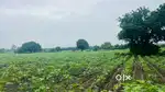 Agriculture Land Sale At Mannapur Vi, Kotpally Man, Vikarabad Dist@32L