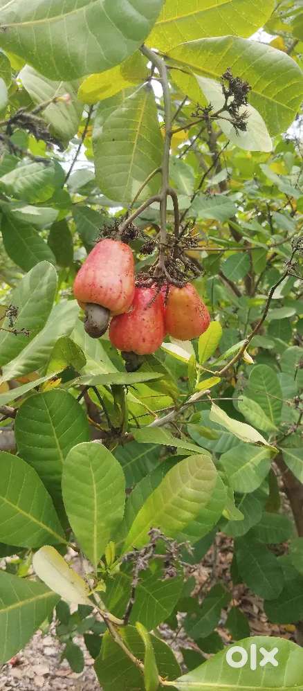 Agri land cashew nut farm 1.09 acre
