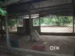 For rent available for chicks ..goats