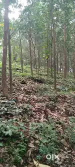 Rubber estate