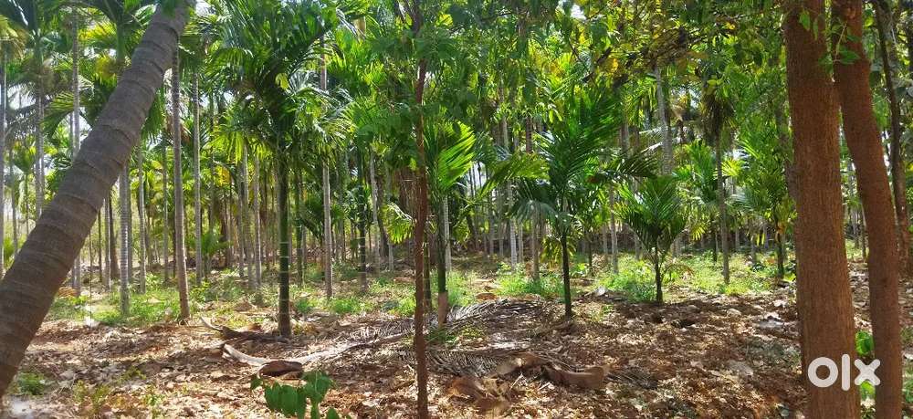 8 acres of sandal and areca farm for sale