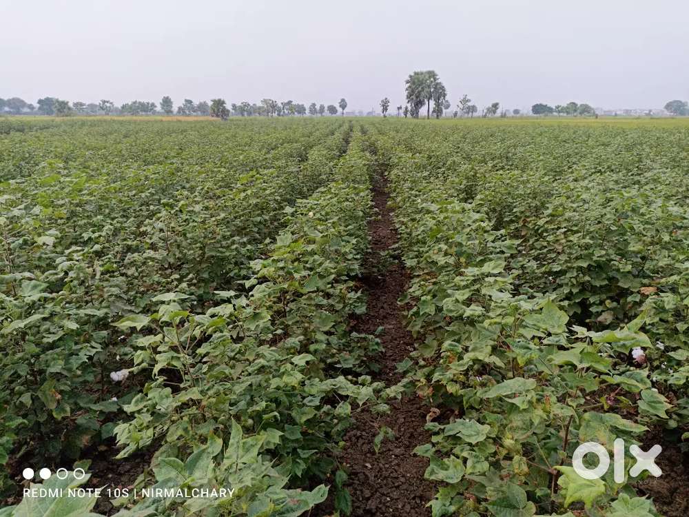 Sammakka saralakka tribal University (SSTU)