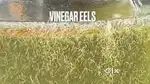 Vinegar Eels available