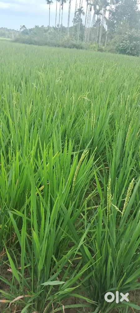 വയനാട് വയൽ വില്പനക്ക്