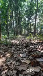 20 cent land at adoor municipality for Residential purpose