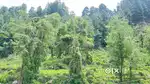 Riverside Land for Lease for Camping and Cottage