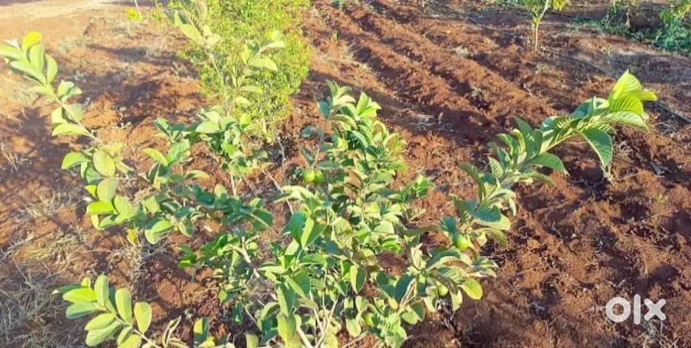 Wanted female tele callers only