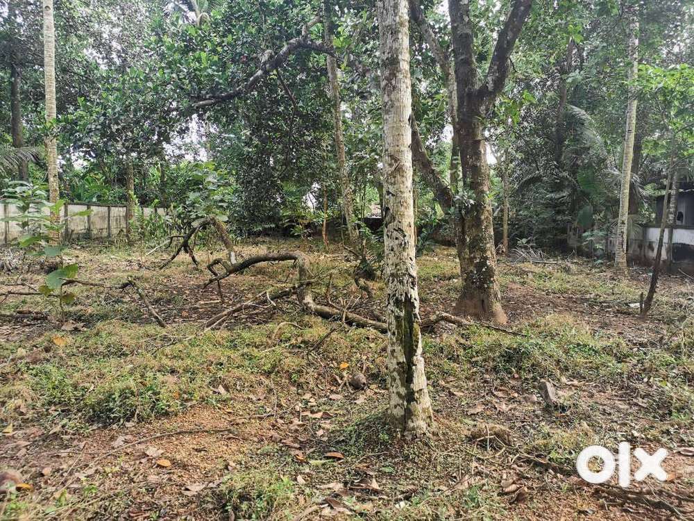 For sale 20sent plot