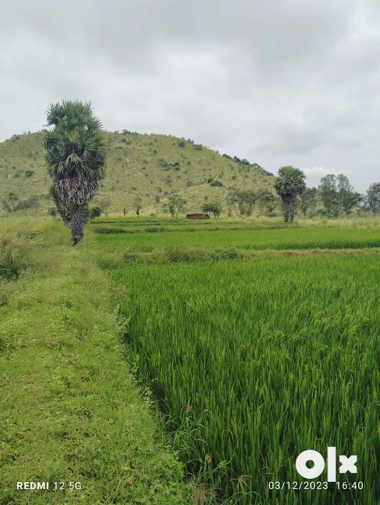 2 Acre agriculture land for sale, Price per cent Rs 14500