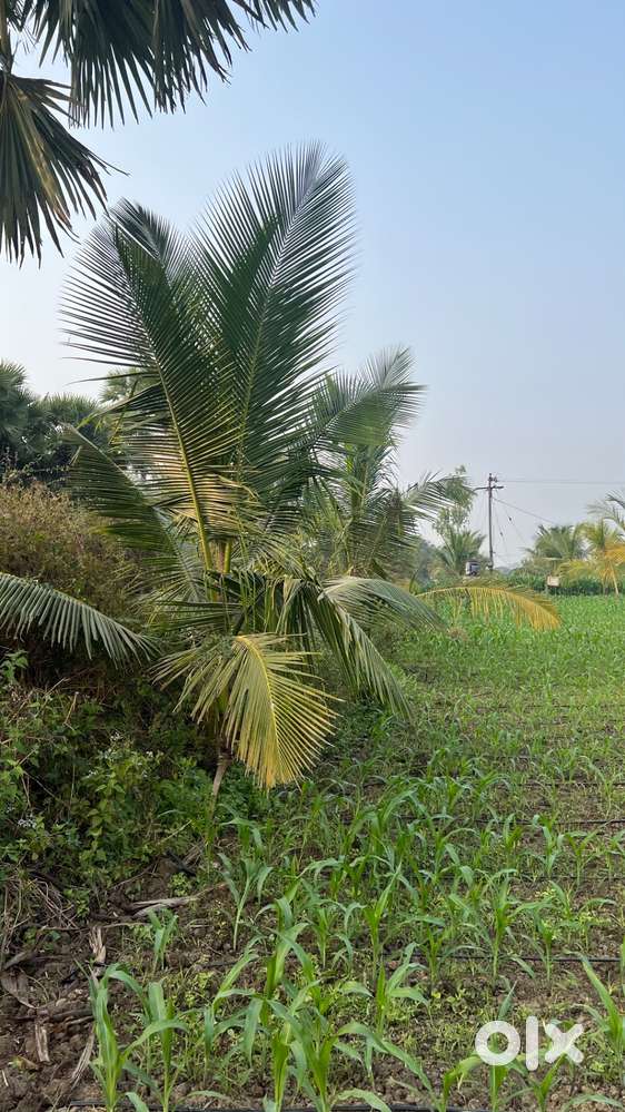 Coconut farm land for sale 8 Acres