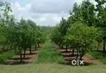 Sandal wood farming project Bhubaneswar