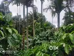2-Acre Upsloped Plot for Sale in Kalloorkunnu Wayanad
