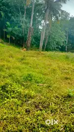 Total 22 kani jaga with 5k supari gach,1000 rubber gach,800 wood tree