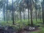 2 Acres fully Teak Property For Sale near Punnamparambu , Thrissur