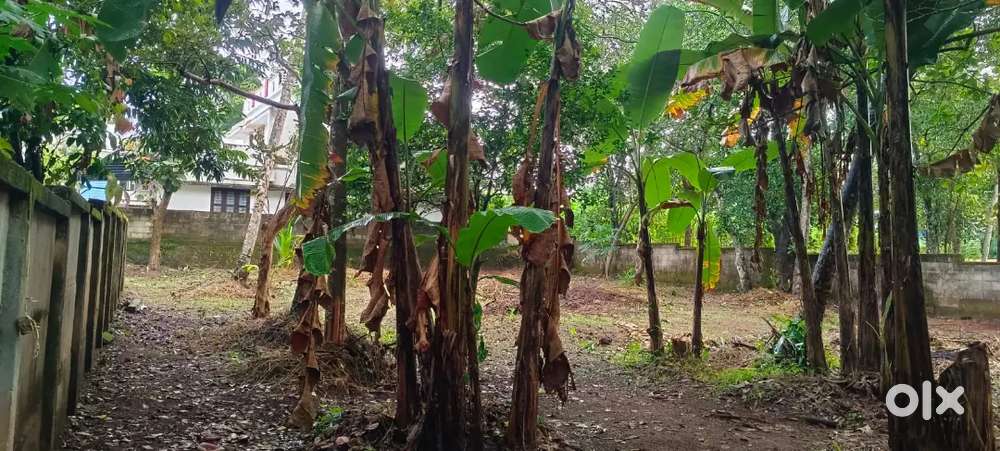 ഉമയനല്ലൂർ, കൊല്ലം.18 50 സെന്റ്.